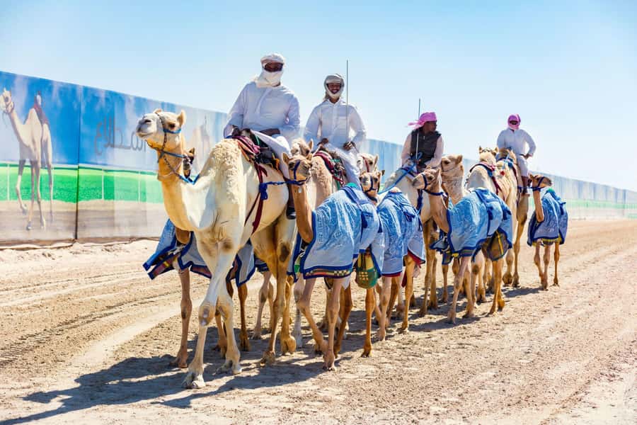 Explore West Qatar and Sheehaniya Camel racetrack visit. - Sheikh Faisal Museum adds a cultural layer
