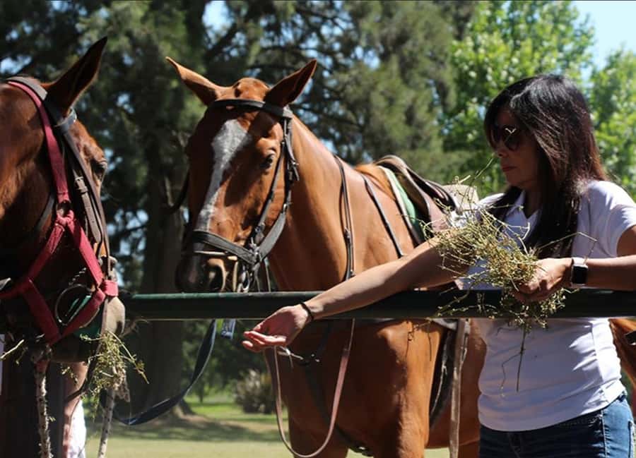 From Buenos Aires: Polo Match, Lesson, and BBQ Day-Trip - Key points at a glance