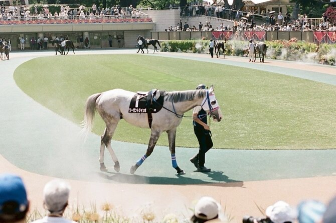 Horse Racing Tour with Local Fans in Tokyo Racecourse - What the guide adds to the day