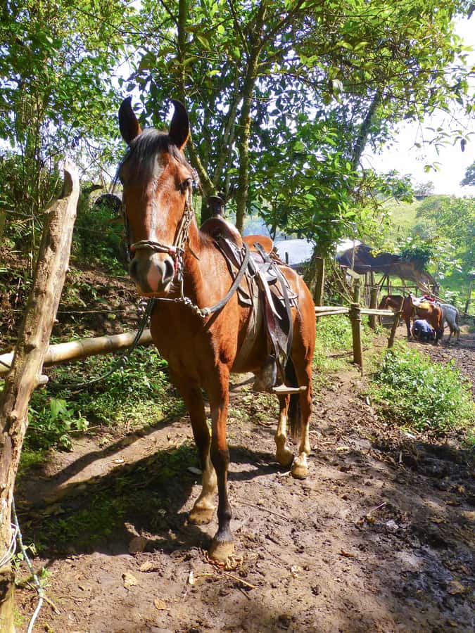 Horseback Riding Tour and visit to Tablón, Chaquira, Pelota - Guides, languages, and the value of explanation