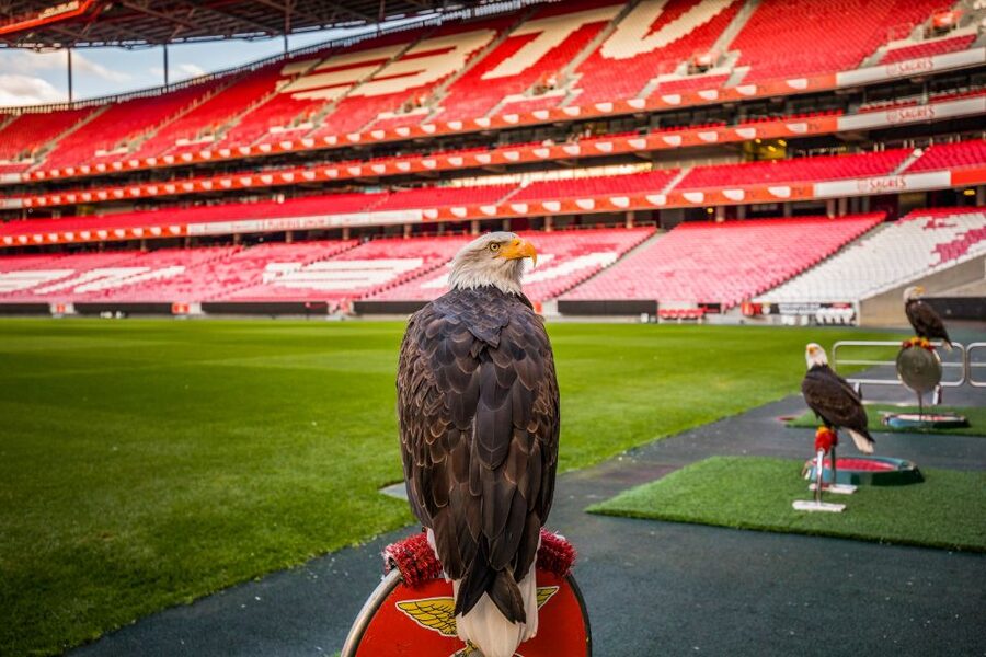 Lisbon: Luz Stadium Tour & SL Benfica Museum Entry - The immersive experience and VR section