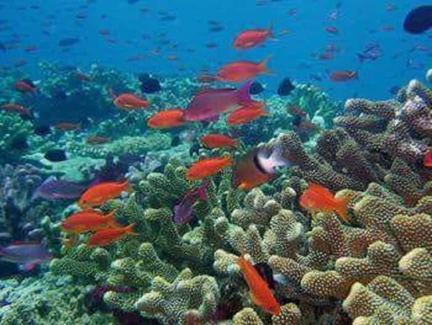 Puerto Plata: Cayo Arena Tour with Snorkeling and Mangroves - Three hours on the Cayo Arena sandbar