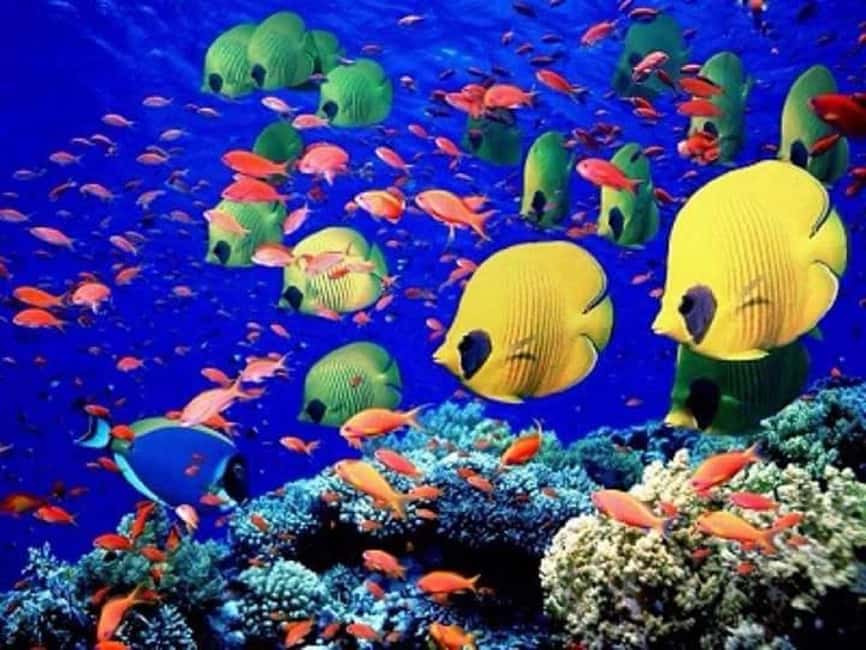 Puerto Plata: Cayo Arena Tour with Snorkeling and Mangroves - What the reef time is really worth