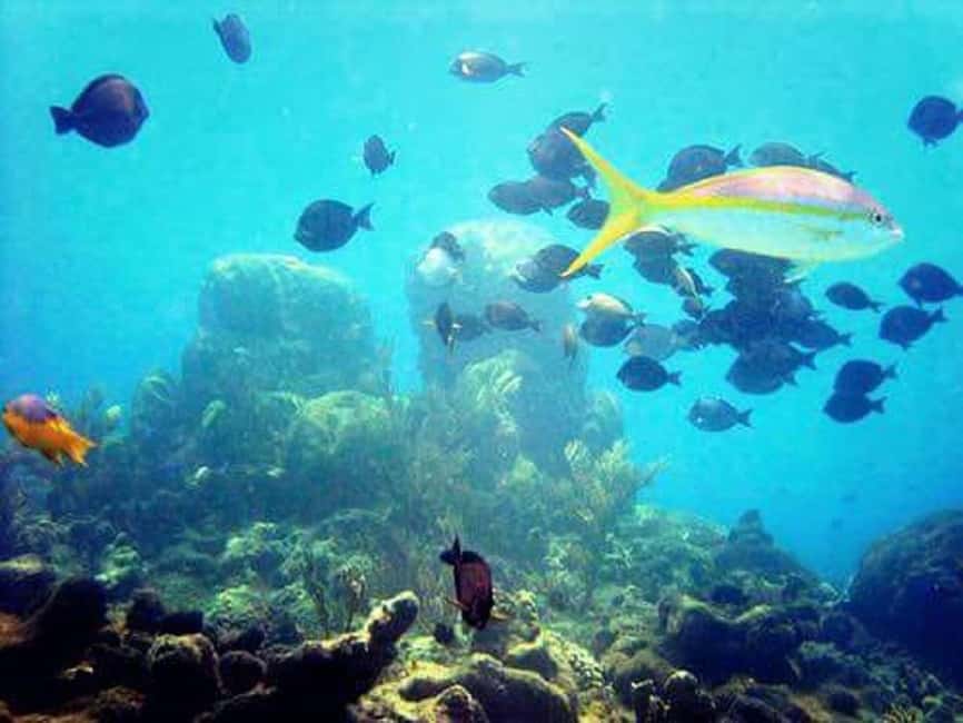 Puerto Plata: Cayo Arena Tour with Snorkeling and Mangroves - A Dominican buffet after the water