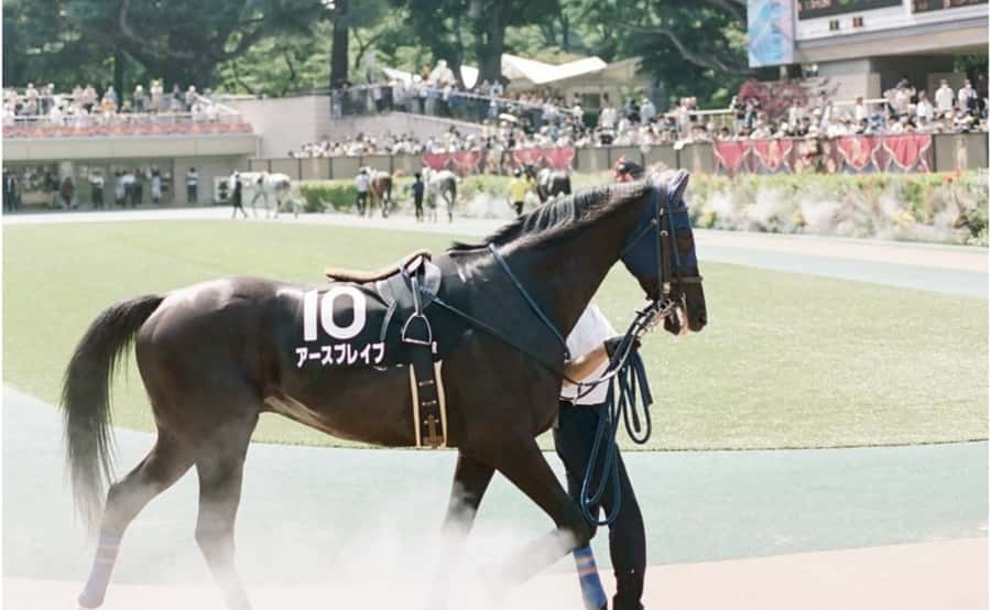 Tokyo: Horse Racing Tour with Local Fan - Practical advice before race day